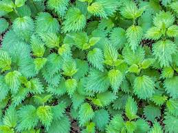 The Surprising Benefits of Nettle Leaf Capsules: Nature's Remedy for Allergies, Inflammation, and More