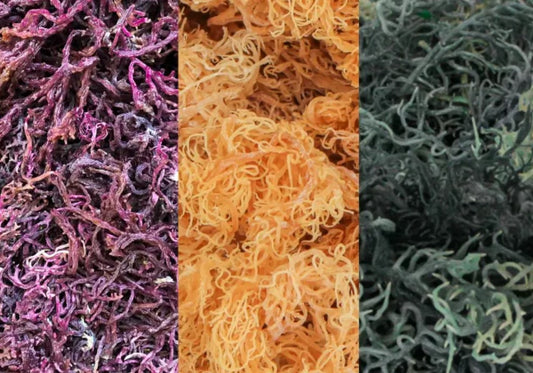 The difference Between Gold Purple and Green Sea Moss