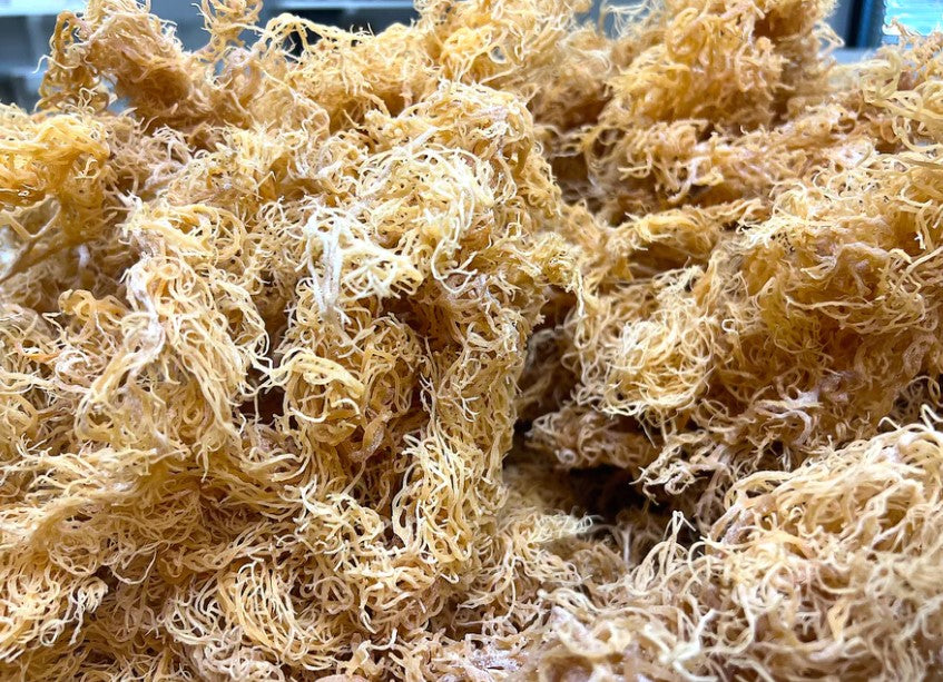 Wholesale Sea Moss